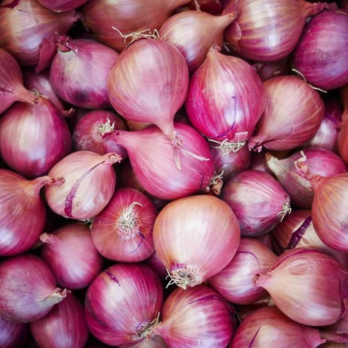 Onion  A - প্রিমিয়াম পেয়াজ