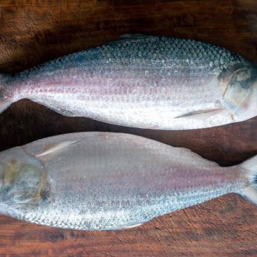 Ilish (Hilsha Fish)