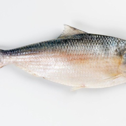 Ilish Fish