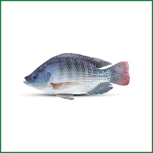Telapea Fish