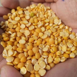 Lentils - anchor Dal