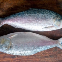Ilish (Hilsha Fish)