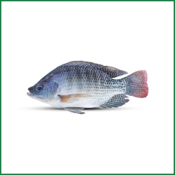Telapea Fish